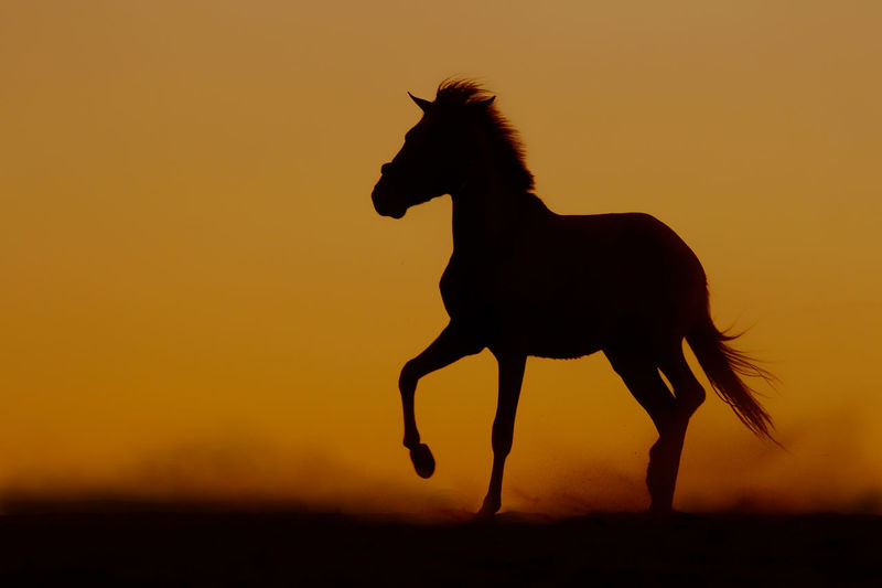 Silhouette of a horse on field during sunset