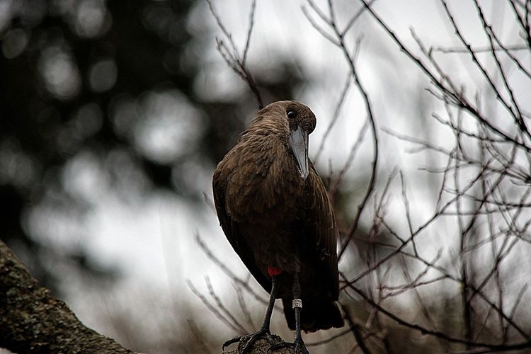 Low angle view of hamerkop perching on tree at zoo