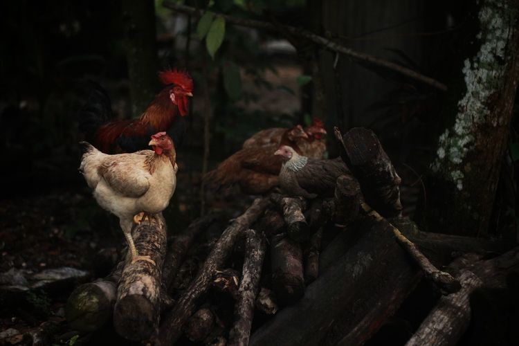 View of chickens on land