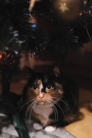 Cat under the christmas tree