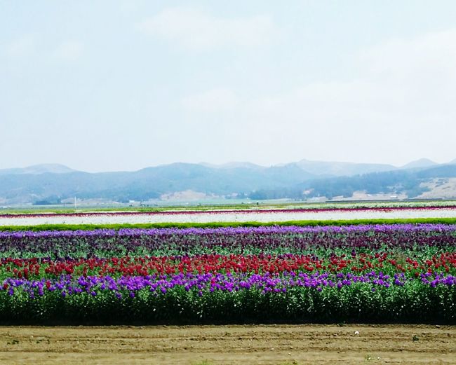 Colorful flowers in field