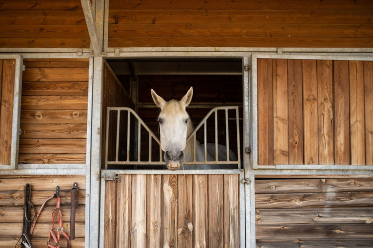 Gray stallion muzzles peeking out of wooden stall with canopy in riding school on sunny day