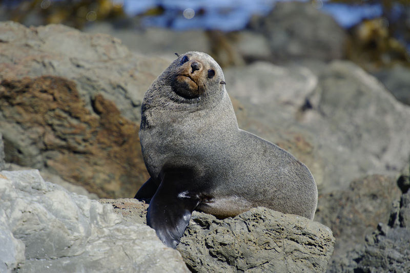 Fur seal pup on rock