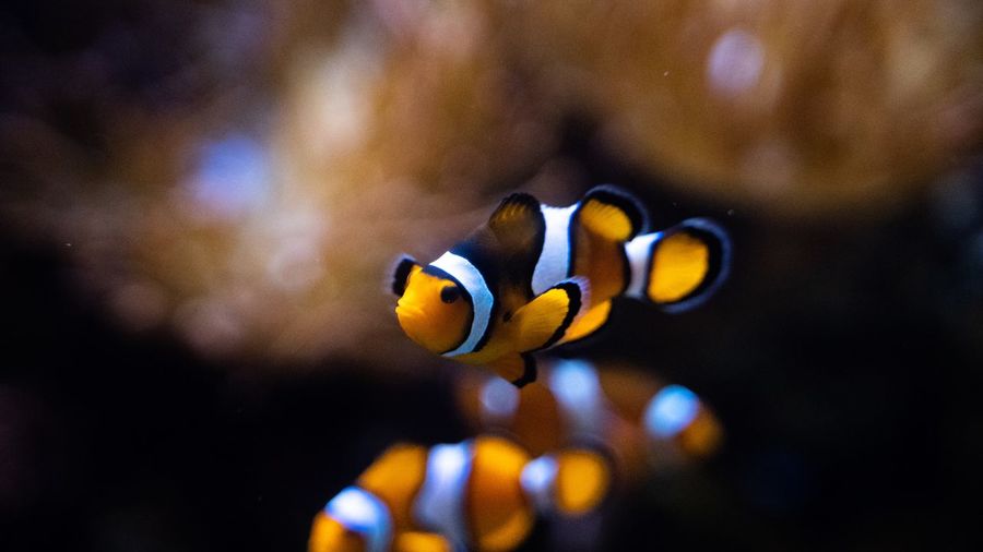 Fish swimming in sea