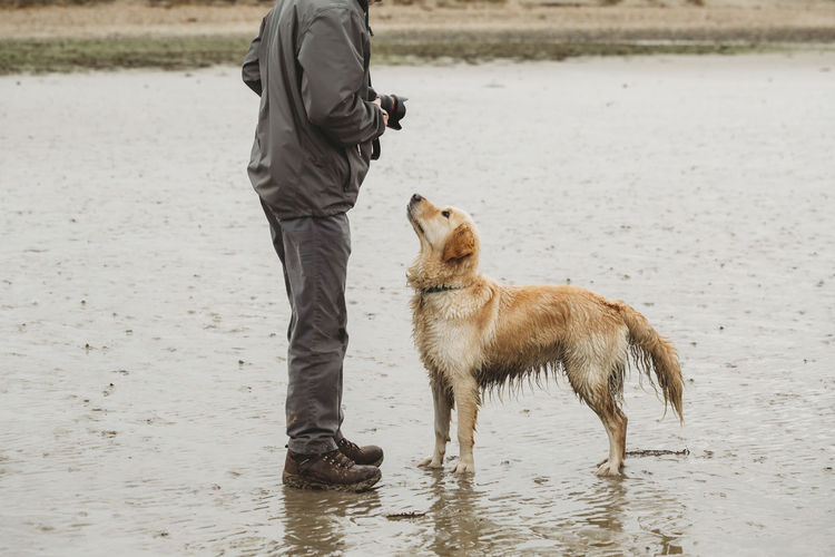 Golden retriever dog on beach looking up at owner