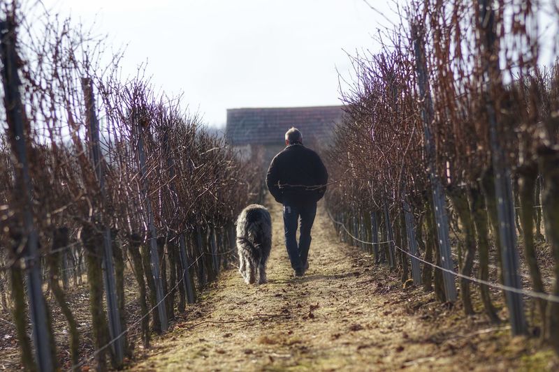 Rear view of man with irish wolfhound walking on field amidst dead plants