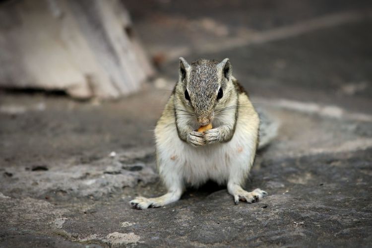 Close-up portrait of squirrel eating