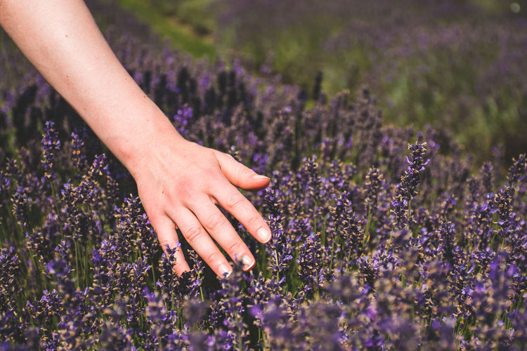 Cropped hand of woman touching flowering plants