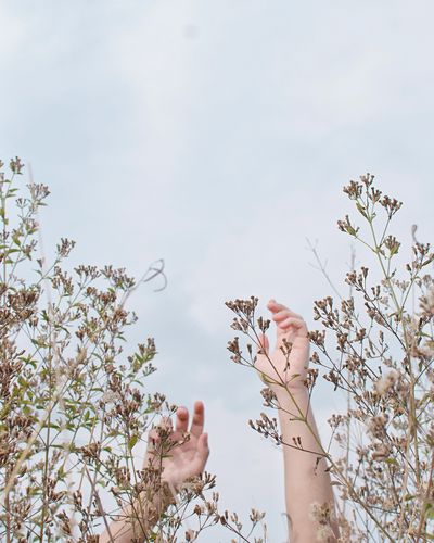 Cropped hands of person amidst plants against sky