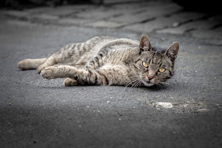 Portrait of cat relaxing on footpath