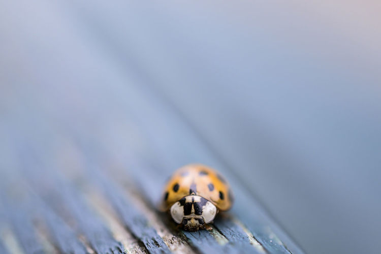 Close-up of ladybug on wood
