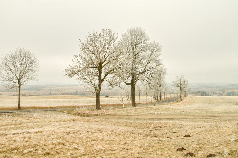 Bare tree on field against clear sky