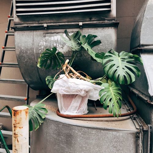 Urban jungle potted plant and metal items