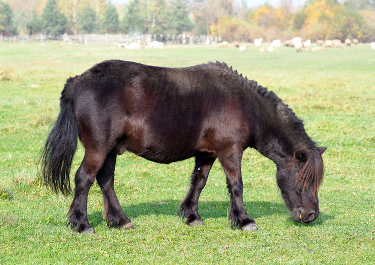 Side view of horse grazing in field