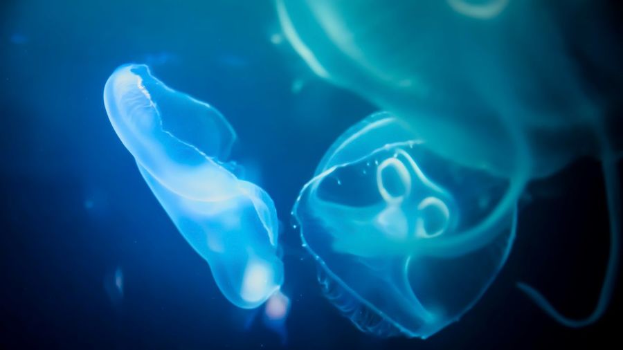 Close-up of jellyfish swimming undersea