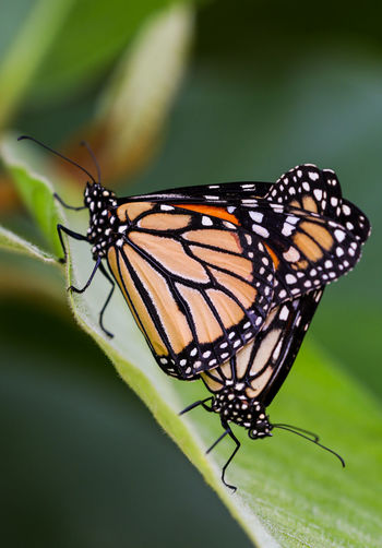 Close-up of butterfly on flower