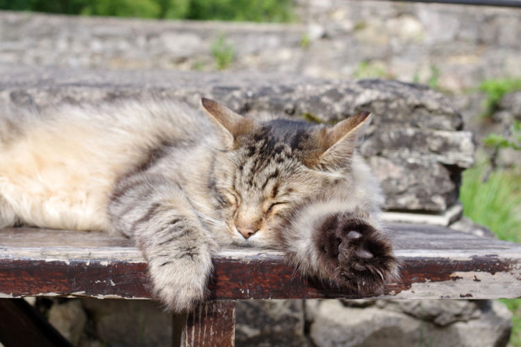 Cat relaxing on wood