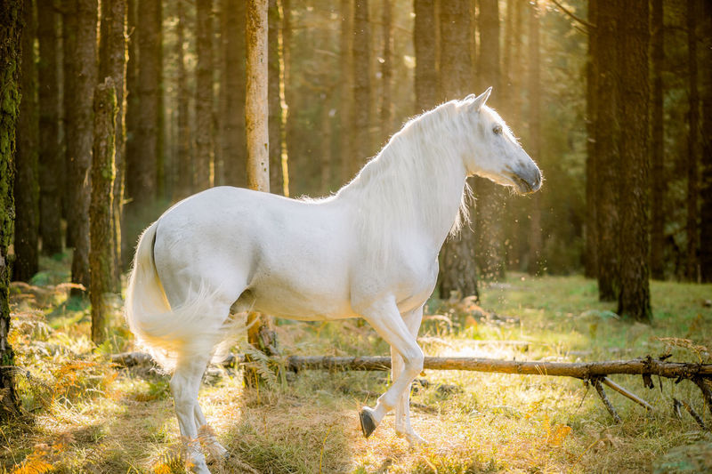 Horse standing on field