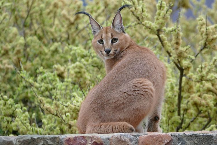 Portrait of caracal on stone wall
