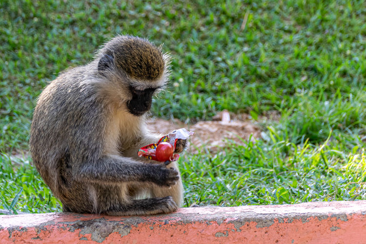 Vervet monkey, chlorocebus pygerythrus, eating a discarded sweet lollipop