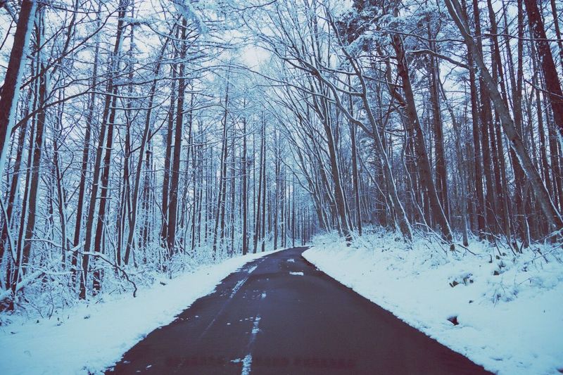 Empty road along trees in winter