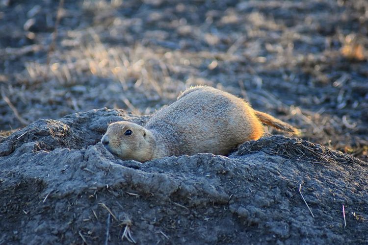 Prairie dog genus cynomys ludovicianus broomfield colorado denver boulder. united states.