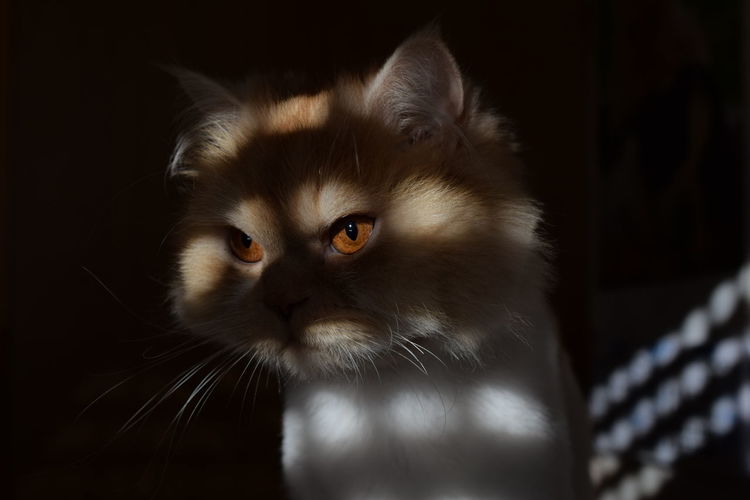 Close-up of cat in darkroom