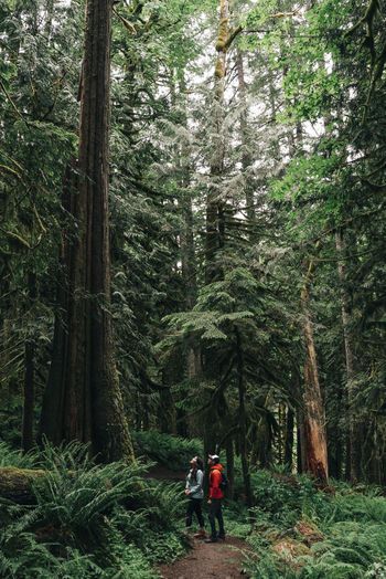 A young couple enjoys a hike in a forest in the pacific northwest.