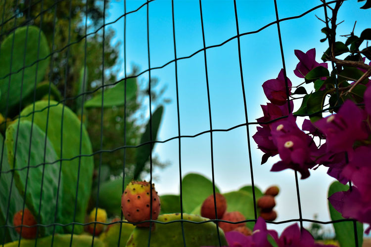 Close-up of flowering plants against fence