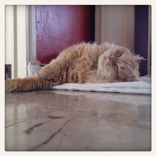 Close-up of cat resting on tiled floor