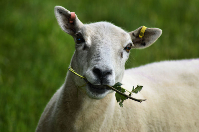 Close-up portrait of goat eating plant