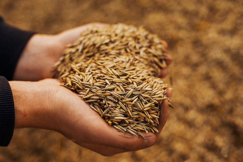 The hands of a farmer close-up holding a handful of wheat grains. rural meadow. rich harvest concept