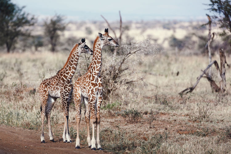 Animals in the wild - pair of baby giraffes in the serengeti national park, tanzania