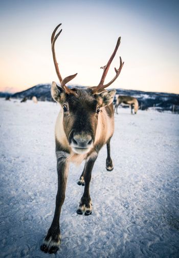 Portrait of reindeer standing on snow