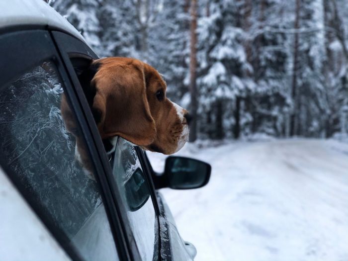 Dog peeking through car window during winter