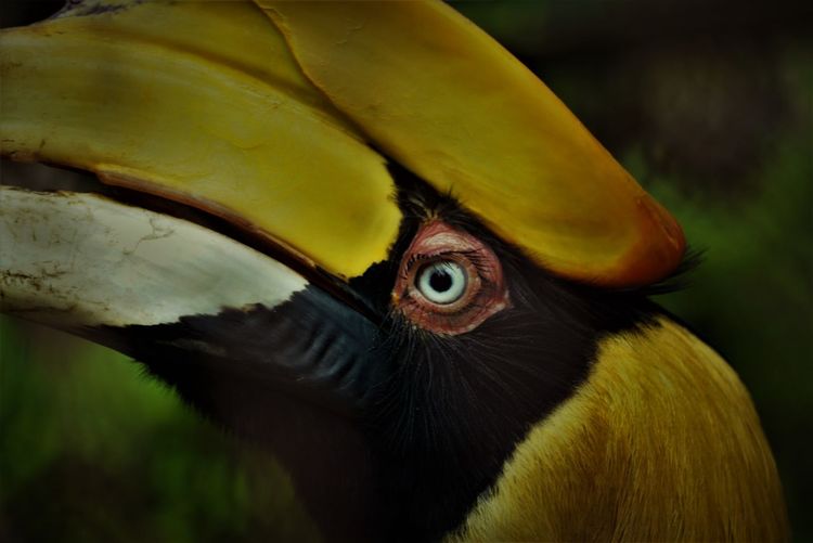 Close-up of great hornbill