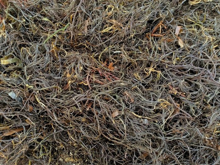 Full frame shot of dried plant on land