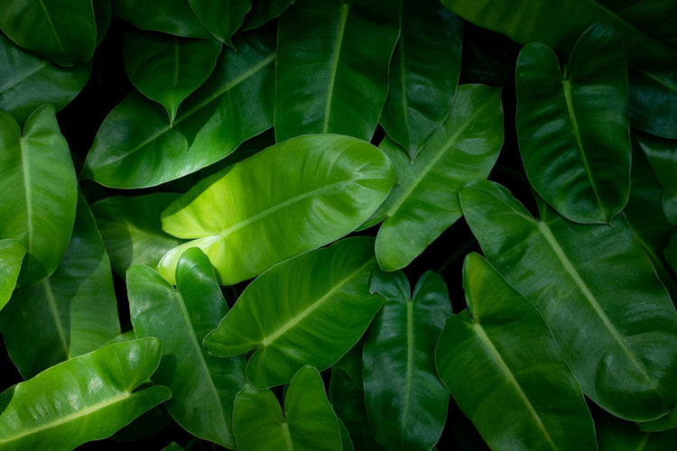 Full frame of green leaves pattern background, nature lush foliage leaf texture , tropical leaf