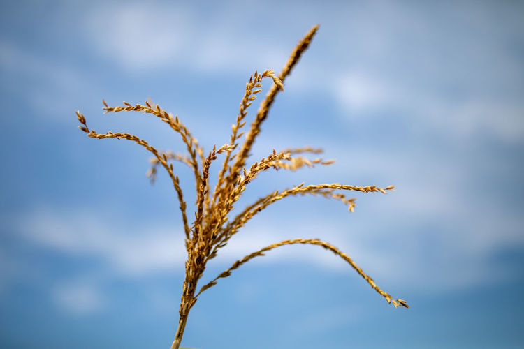 Close-up of stalks against sky