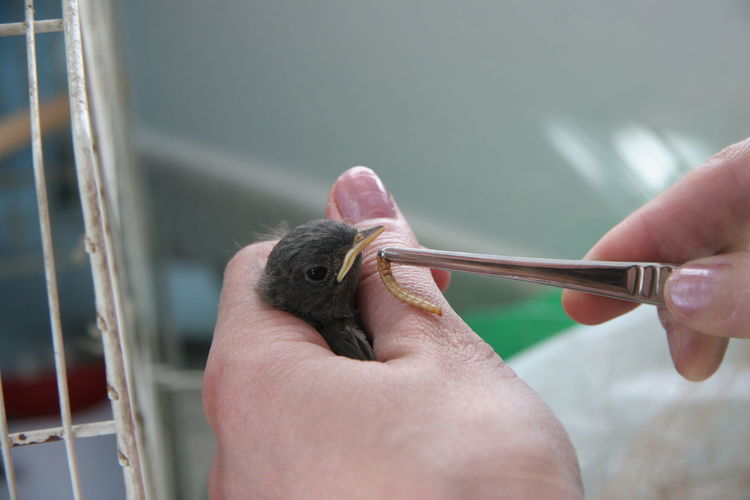 Close-up of hand feeding bird