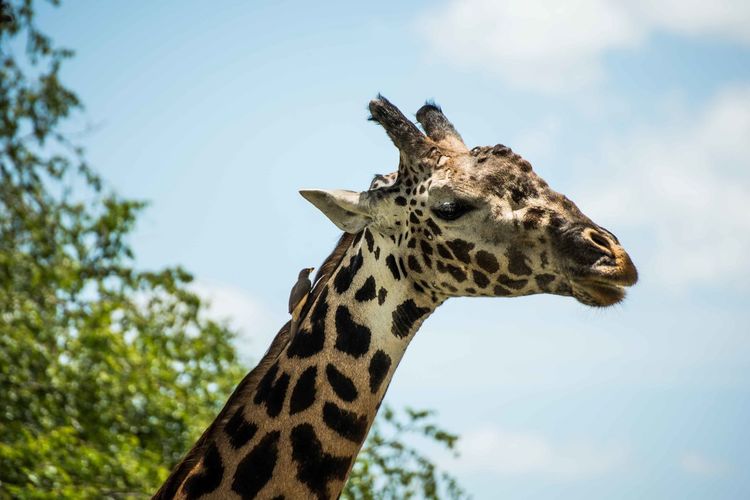 Low angle view of bird perching on giraffe