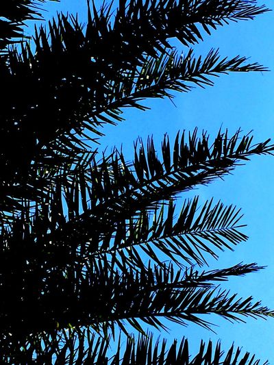 Low angle view of palm tree