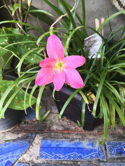 Close-up of pink flower in pot