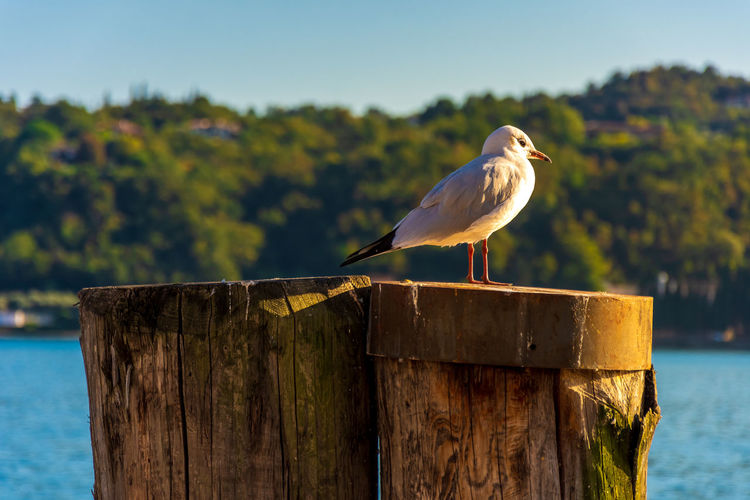 Seagull perching on wooden post