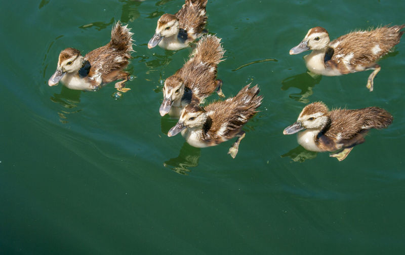 High angle view of ducklings swimming in lake