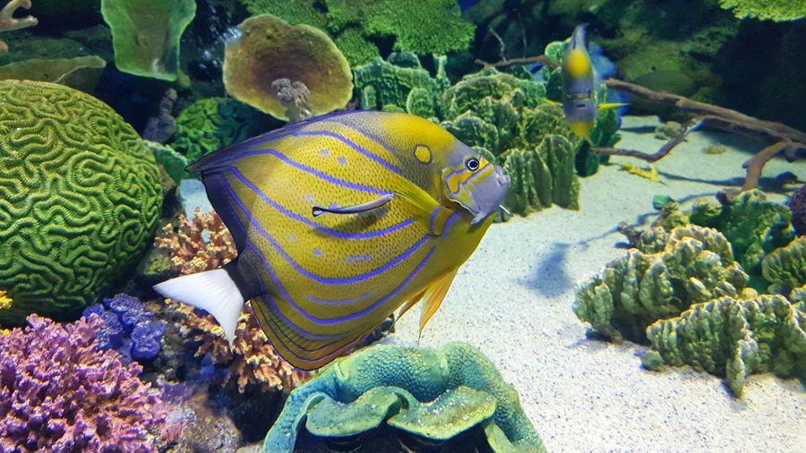 Close-up of tropical fish swimming 