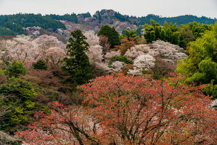 Scenic view of flowering trees by mountains against sky