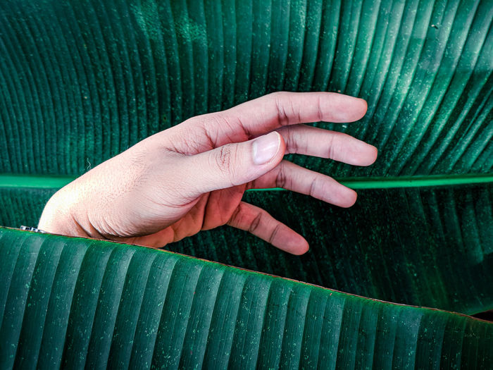 Close-up of hand behind leaf