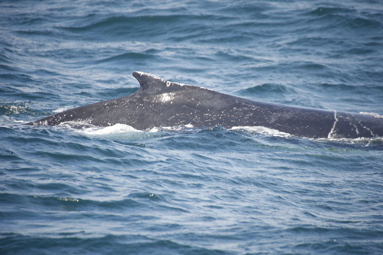Humpback whale, samana, dominican republic
