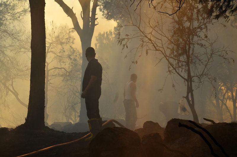 Firefighters by trees at forest